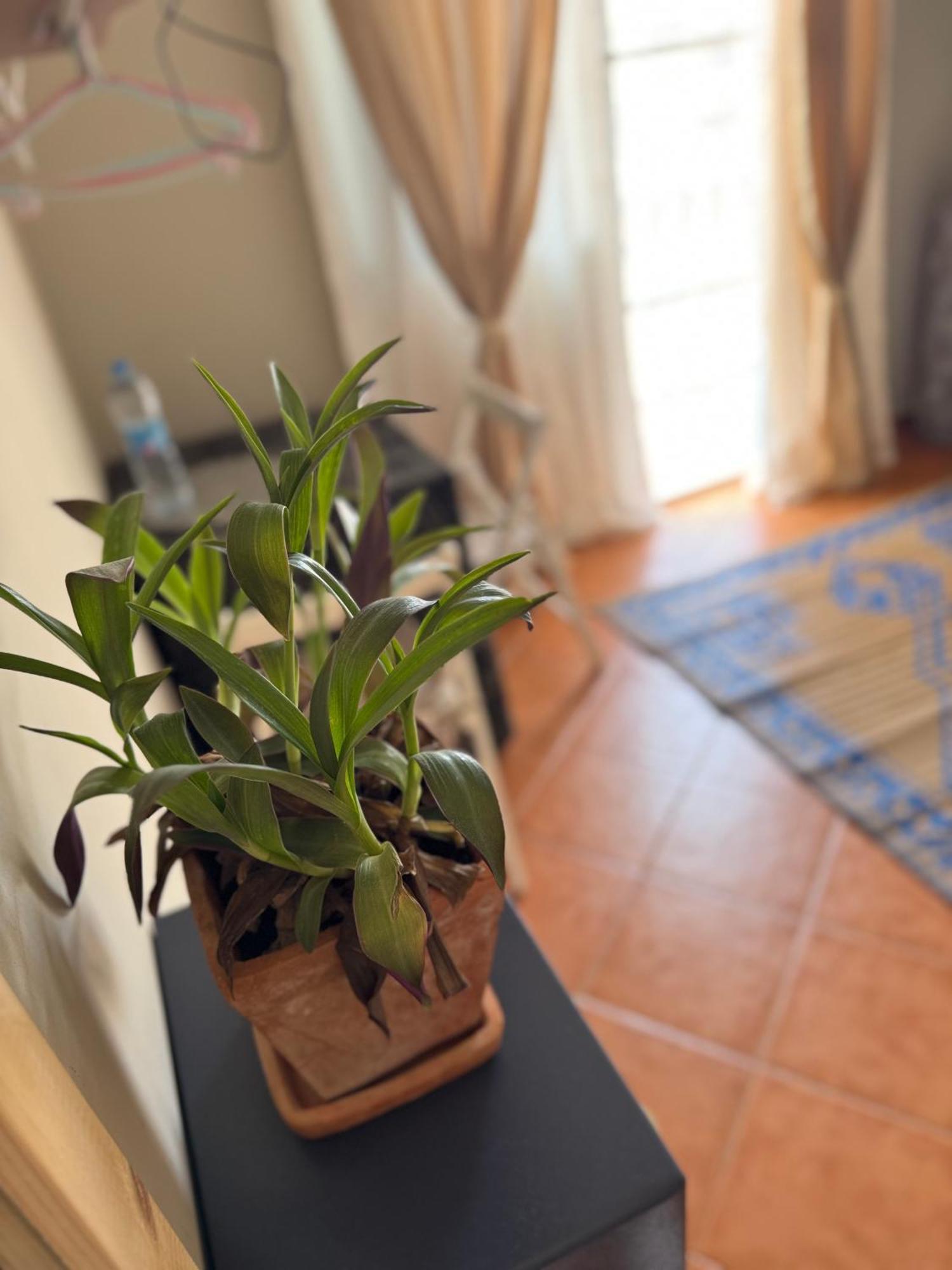 B&B Mi Ma Bo, Sal Rei, Boa Vista, Cape Verde, Free Wi-Fi المظهر الخارجي الصورة